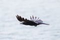 Isolated carrion crow raven corvus corone, spread wings