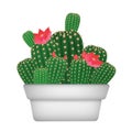 Isolated cartoon decorative home plant cactus in pot vectror illustration.