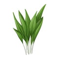 Isolated leaves of house plant Aspidistra tall or cash iron