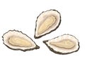 Isolated cartoon oyster on a white background. Oyster shell. Seafood restaurant raw snack icon isolated on white