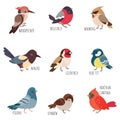 Isolated cartoon winter birds. Autumn bird species, woodpecker and bullfinch, yellow tit and pigeon. European forest