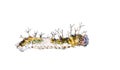 Isolated caterpillar of Black-veined sergeant butterfly & x28; Athyma