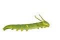 Isolated caterpillar of common nawab butterfly Polyura athamas