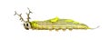 Isolated caterpillar of common pasha butterly Herona marathus on white background