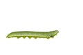 Isolated caterpillar of great orange tip butterfly Anthocharis