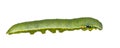 Isolated caterpillar of great orange tip butterfly Anthocharis