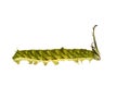 Isolated caterpillar of Tabby butterfly Pseudergolis wedah on