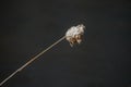 Isolated cattail near a swamp