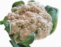 Isolated cauliflower head. Organic cauliflower in summer