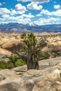 Isolated centered tree in front of La Sal Mountains