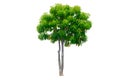 Isolated Cerbera Odollam tree Royalty Free Stock Photo