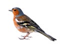 Isolated a Chaffinch Royalty Free Stock Photo