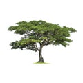 Isolated Chamchuri or .Jamjuree tree on a white background  with clipping path. Cutout tree for use as a raw material for editing Royalty Free Stock Photo
