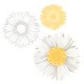 Isolated chamomile daisy flowers white yellow set