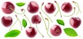 Isolated cherries collection Royalty Free Stock Photo