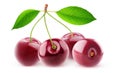 Isolated cherries in a row Royalty Free Stock Photo