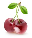 Isolated cherry. Pair of sweet cherries with curvy stems, with leaves isolated on white background, with clipping path.