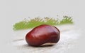 Isolated Chestnut fruit on textured backgound. Painting effect.