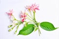 isolated , Chinese honey Suckle or Rangoon creeper bouquet on white background Royalty Free Stock Photo