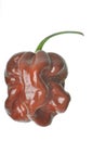 Isolated Chocolate Habanero Pepper