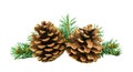 Isolated Christmas decor for your design. Two brown pine cones on background of green needles Royalty Free Stock Photo