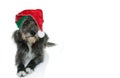 ISOLATED CHRISTMAS DOG WITH A RED AND GREEN SANTA CLAUS HAT LYING DOWN AGAINST WHITE BACKGROUND. WEB BANNER OR GRETTING CARD.