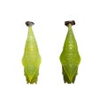 Isolated Chrysalis of Common jay butterfly Graphium doson on white Royalty Free Stock Photo