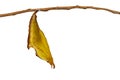 Isolated chrysalis of common maplet butterfly hanging on twig Royalty Free Stock Photo