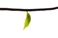 Isolated Chrysalis of palm king butterfly on twig with white background