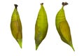 Isolated Chrysalis of palm king butterfly on white background before emerging