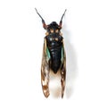 Isolated cicada, studio or white background for natural closeup in study, insect or analysis for biology. Bug, animal or