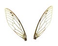 Isolated Cicada Wings Royalty Free Stock Photo