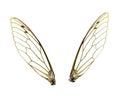 Isolated Cicada Wings