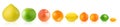 Citrus fruits in a row Royalty Free Stock Photo