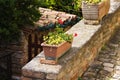 An isolated clay pot with a green plant and red flowers Marche, Italy