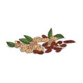 Isolated clipart Almond