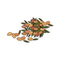 Isolated clipart Argan