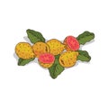 Isolated clipart Guava