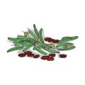 Isolated clipart Jojoba