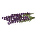 Isolated clipart Lavender Royalty Free Stock Photo