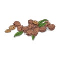 Isolated clipart Walnut