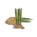 Isolated clipart Wheat germ Royalty Free Stock Photo