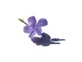 Isolated clipping path Cape leadwort, purple plumbago