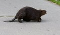 Isolated close image with a funny Canadian beaver going across the road