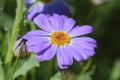 Close-up of a beautiful light blueish purple Swan River Daisy. Royalty Free Stock Photo