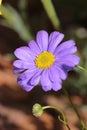 Close-up of a beautiful light blueish purple Swan River Daisy. Royalty Free Stock Photo