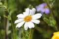 Close-up of a beautiful White Swan River Daisy Royalty Free Stock Photo