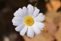 Close-up of a beautiful White Swan River Daisy Royalty Free Stock Photo