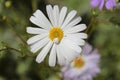 Close-up of a beautiful White Swan River Daisy Royalty Free Stock Photo