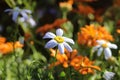 Close-up of a beautiful White Swan River Daisy Royalty Free Stock Photo